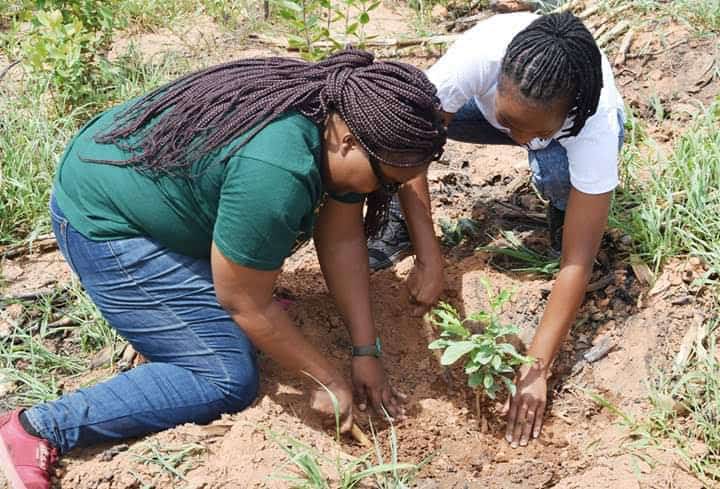 LMA Youth plant trees